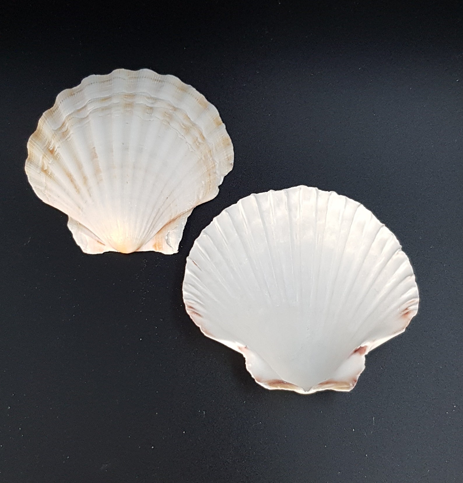 UK Scallop Sea Shells 810cm Natural White Cleaned/Washed Etsy