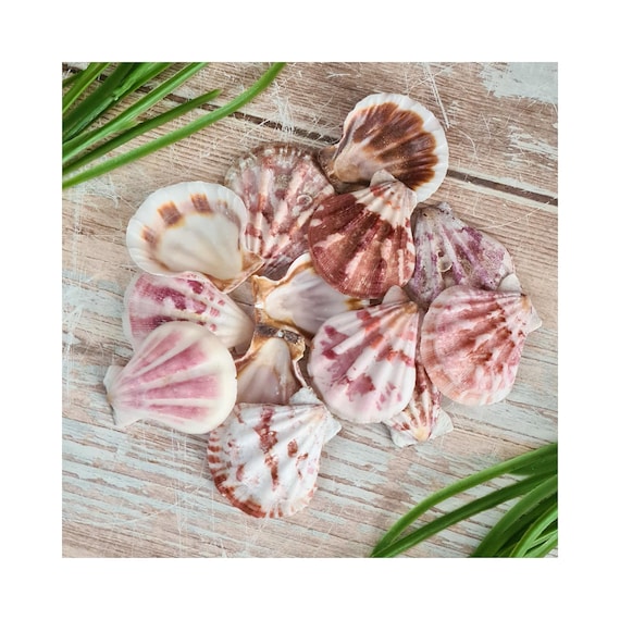 Sea Shell Beads / Pink and White Craft Scallops Shells With Hole /  Strawberry Fans / Beach Sea Shells / Drilled Seashells for Crafts & Decor 
