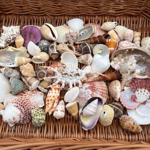 Bulk Pack 80 Mixed Seashells 3-10cm – Natural Craft Shells for Schools, Art Projects, Beach Crafts, Weddings & Coastal Decor