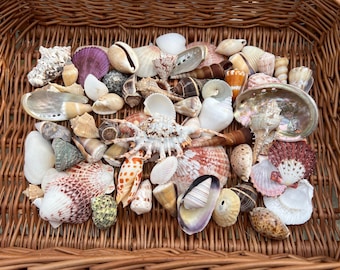 Bulk Pack 80 Mixed Seashells 2-10cm – Natural Craft Shells for Schools, Art Projects, Beach Crafts, Weddings & Coastal Decor