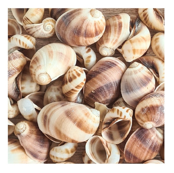Pretty Spiral Seashells / Natural Moon Shells / Hermit Crab Sea Shells /  Coastal Decor / Terrarium Craft Shells / Vase Fillers / Beach Shell
