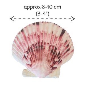 Purpuratus Pecten Scallop Sea Shells | Craft Shells | Coastal Home Decor | Beach Wedding Decor | Beach Home Decor | Rare Find Shells