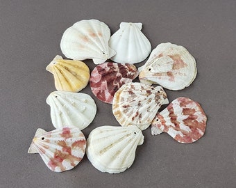 Sea Shell Beads / Pink and White Craft Scallops Shells with Hole / Strawberry Fans / Beach Sea Shells / Drilled Seashells for Crafts & Decor