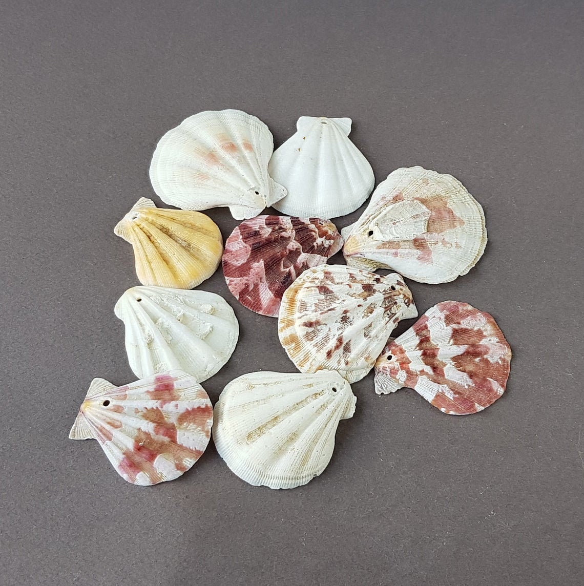 6 Pack 4-5 Inch Large Scallop Shells Sea Shells for Crafting Beach Decor