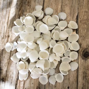 Small White Cockle Shells 1–2cm | Rose Craft Cockle | Craft Shells, Resin Art, Weddings, Beach Decor | Wholesale Shell Supply | Bulk Shells