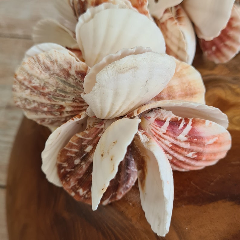 Natural Sea Shell Beads for Jewelry Making / Shell Crafts / Beach Shell Beads for Summer Jewelry, Coastal Interiors, Macrame, Hair Crafts Strawberry Fans