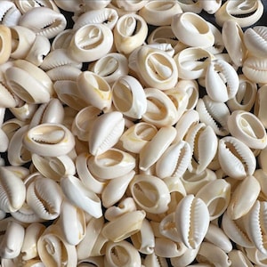 Real Cowrie Shells / Cut Ready for Jewelry Making & Crafts / Shells Crafts /Shell Jewelry / Beach Shell Display / 10g - 500g Wholesale