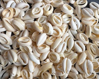 タカラガイ、貝殻 No138 天然貝殻 タカラガイ レア コレクション - メルカリ