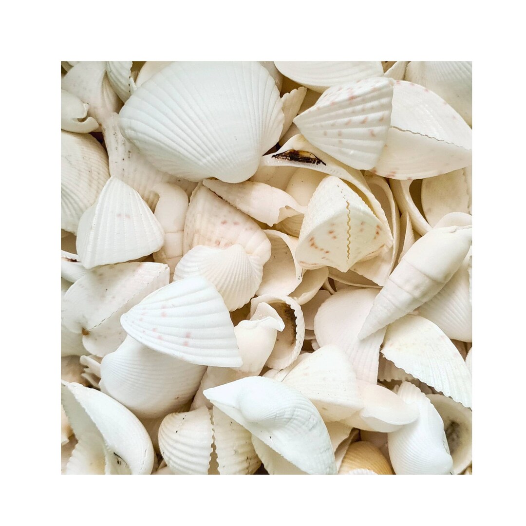 Shell 500g Mixed White Sea Shells / 500g / White Wedding Beach Shells / White ...