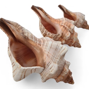 FOXHEAD Spiral Shell Fasciolaria Trapezium Big Seashell / Natural Shell Ornament / Air Plant Shell / Coastal Style Shell Decor image 2