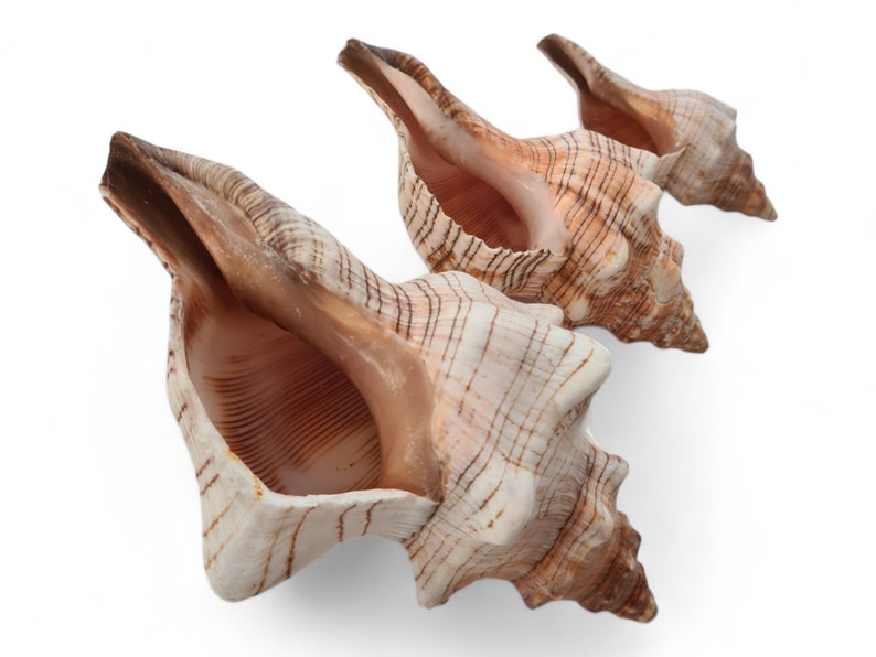 FOXHEAD Spiral Shell Fasciolaria Trapezium Big Seashell / Natural Shell Ornament / Air Plant Shell / Coastal Style Shell Decor image 2