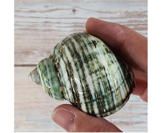 SEASHELL Concha espiral verde Conchas de mar pulidas / 4-5 cm / concha coleccionable para el hogar de estilo costero / collage / regalo de concha / joyería