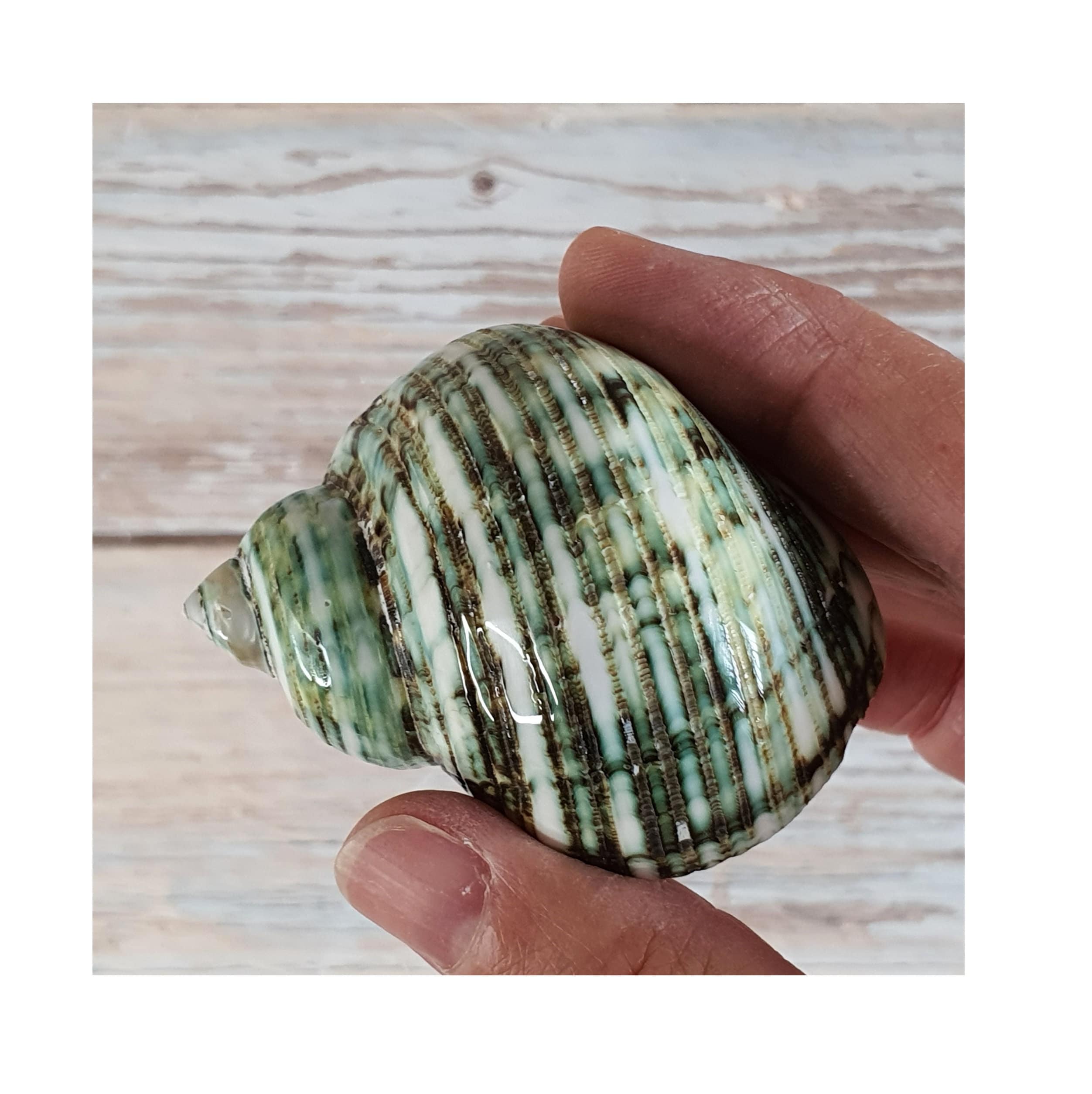 Clam Shell Crafting Accessories Supplies Decorative Styled Design