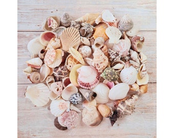 Conchas marinas mixtas / conchas de playa / conchas mixtas para exhibición / terrario / suministro de conchas / decoración de la casa de playa / paquete de conchas a granel al por mayor