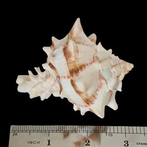 Brassica Murex Muschel | Hexaplex Messing | Echte natürliche Muschel | Seltene Sammlerschale | Luftpflanzenschale | Strand Muschel | Muschel Dekor