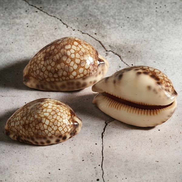 Harlequin Cowrie Shells - Polished Cowry Seashells Cyprea Historio 5-8cm - Responsibly Sourced Sea Shells for Collectors, Display & Aquaruim