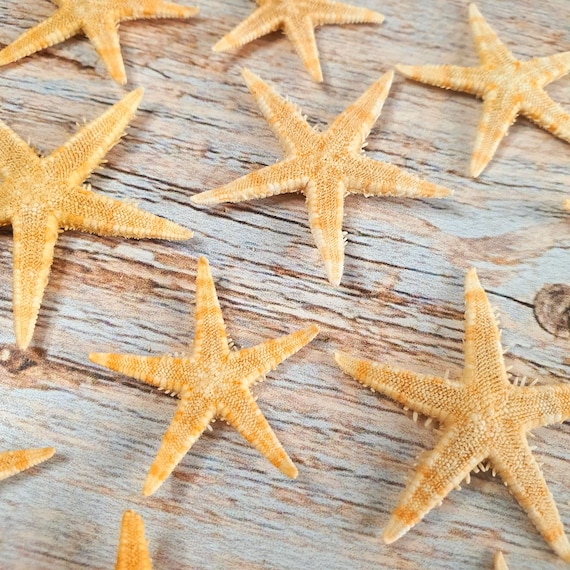 Small Natural Flat Starfish 2-3cm / Mini Flat Starfish / Sea Stars for  Crafts, Art, Shell Crafts, Resin Art / Wholesale Shell Supply 