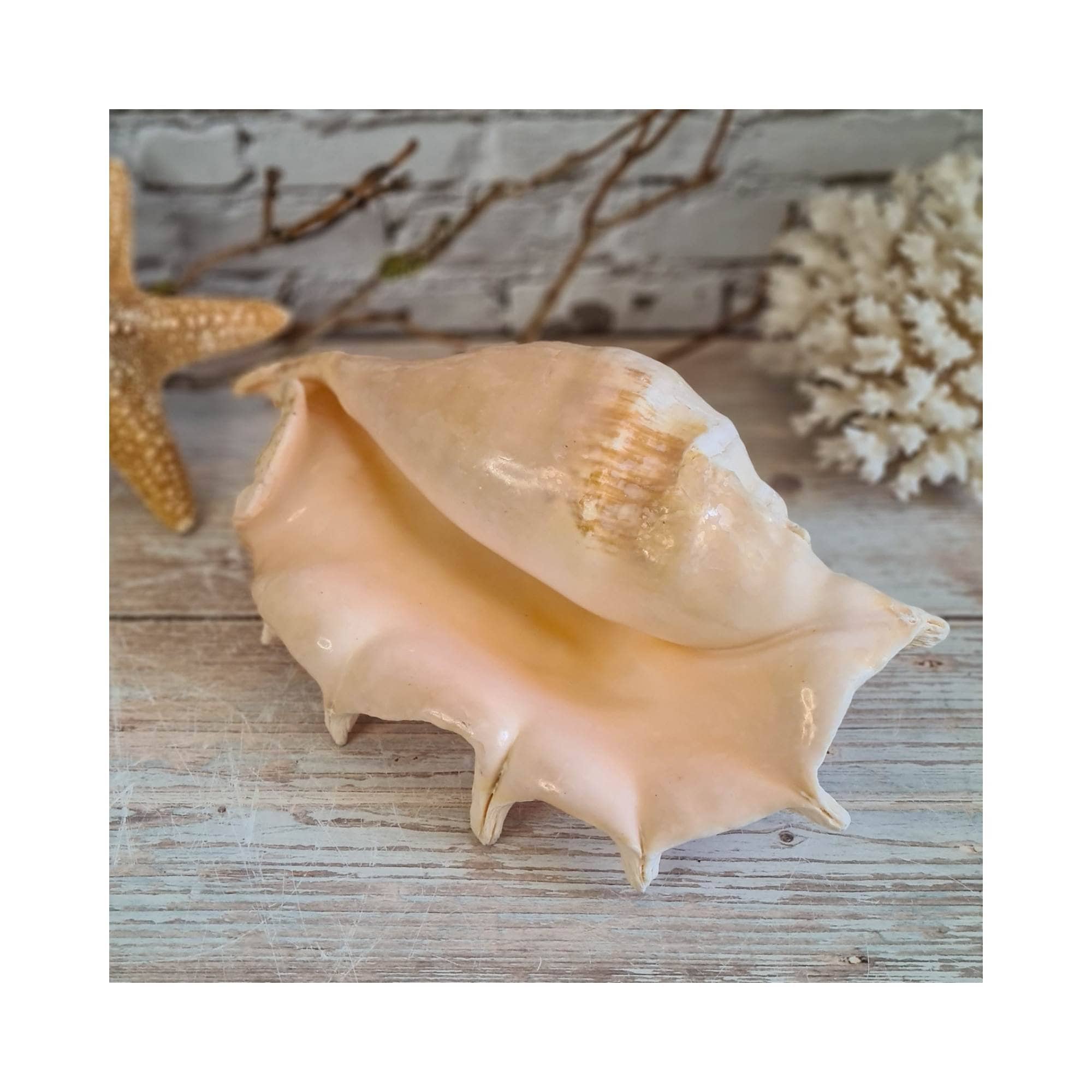 Lambis Truncata Big Sea Shell 24-26cm / Seashell Accent / Beach