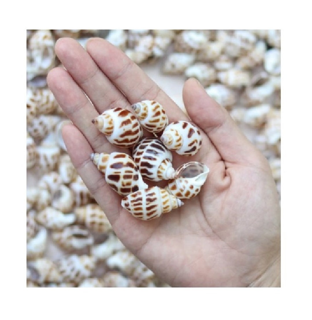 Small Natural Flat Starfish 2-3cm / Mini Flat Starfish / Sea Stars for  Crafts, Art, Shell Crafts, Resin Art / Wholesale Shell Supply -  Finland