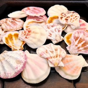 Strawberry Scallop Shells |  Pink and White Plicate Craft Shells | Coastal Decor | Beach Wedding | Shell Art Supplies