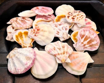 ストロベリーホタテ貝殻 | ピンクと白のプリケートクラフト貝殻 | 海岸