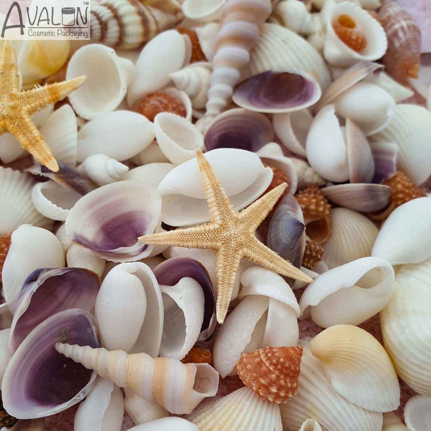 Sea Shell Beads / Pink and White Craft Scallops Shells With Hole /  Strawberry Fans / Beach Sea Shells / Drilled Seashells for Crafts & Decor 