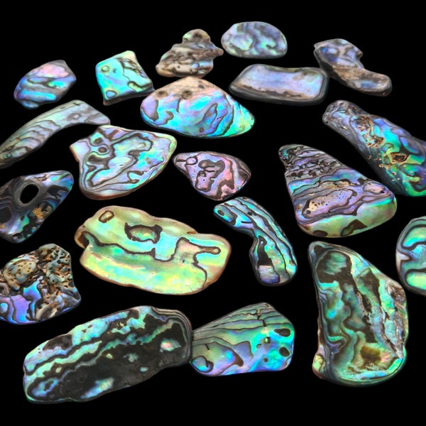 Abalone Paua NZ Muschelstücke 40g / Ca. 20 Stück Unregelmäßige Form Natürliche Stücke / Polierte Paua Muschel / Muschel Cabouchon, Ozean Kunst Handwerk