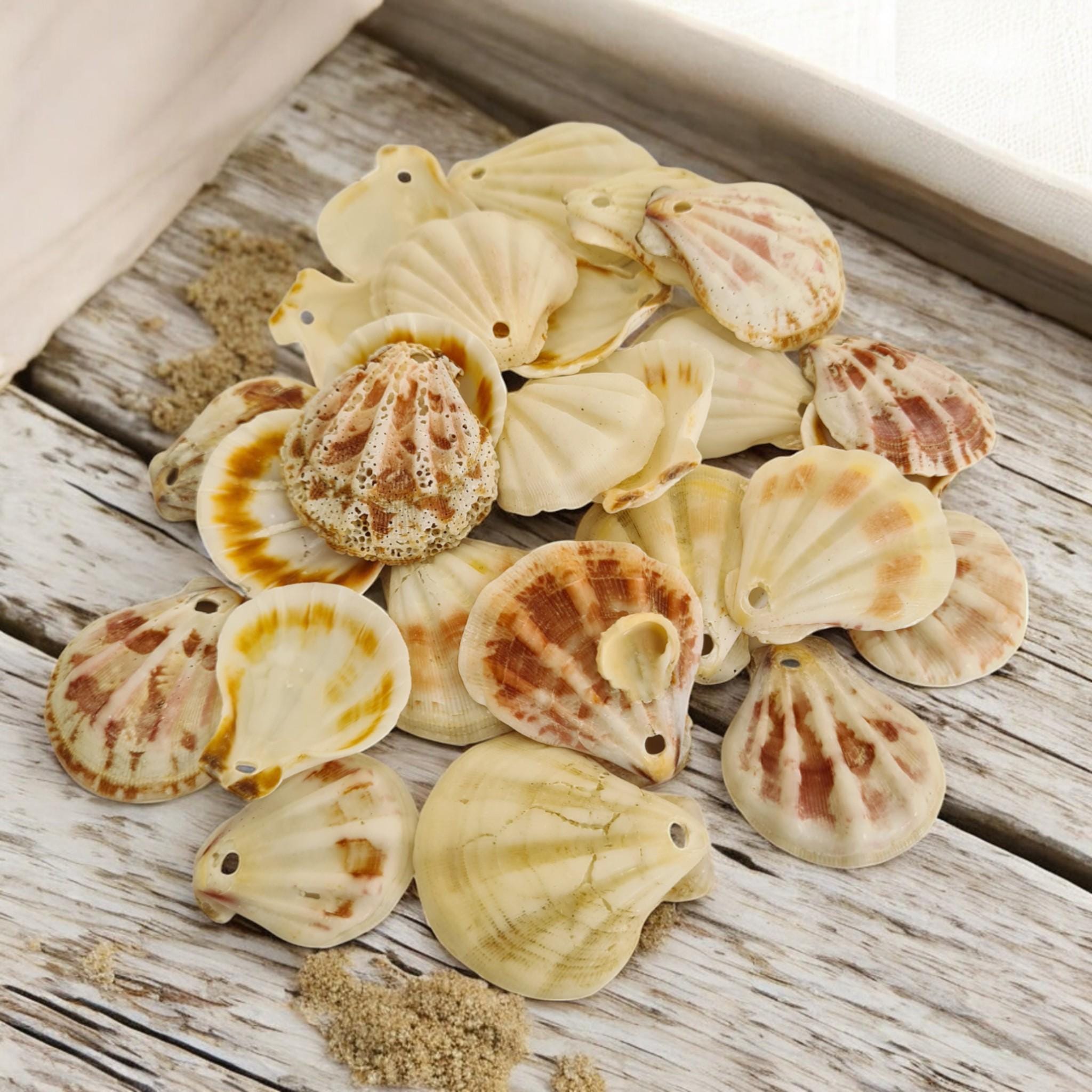 Fan Sea Shells Pre-drilled Pink & White Strawberry Fan Scallop Shells | Small Craft ...
