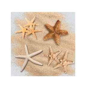 Natural Real Starfish - Wholesale Shell Supply - Shell crafts / Sea Stars / Resin Art / Terrariums / Beach Crafts / Coastal Art Decor