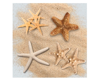 Natural Real Starfish - Wholesale Shell Supply - Shell crafts / Sea Stars / Resin Art / Terrariums / Beach Crafts / Coastal Art Decor