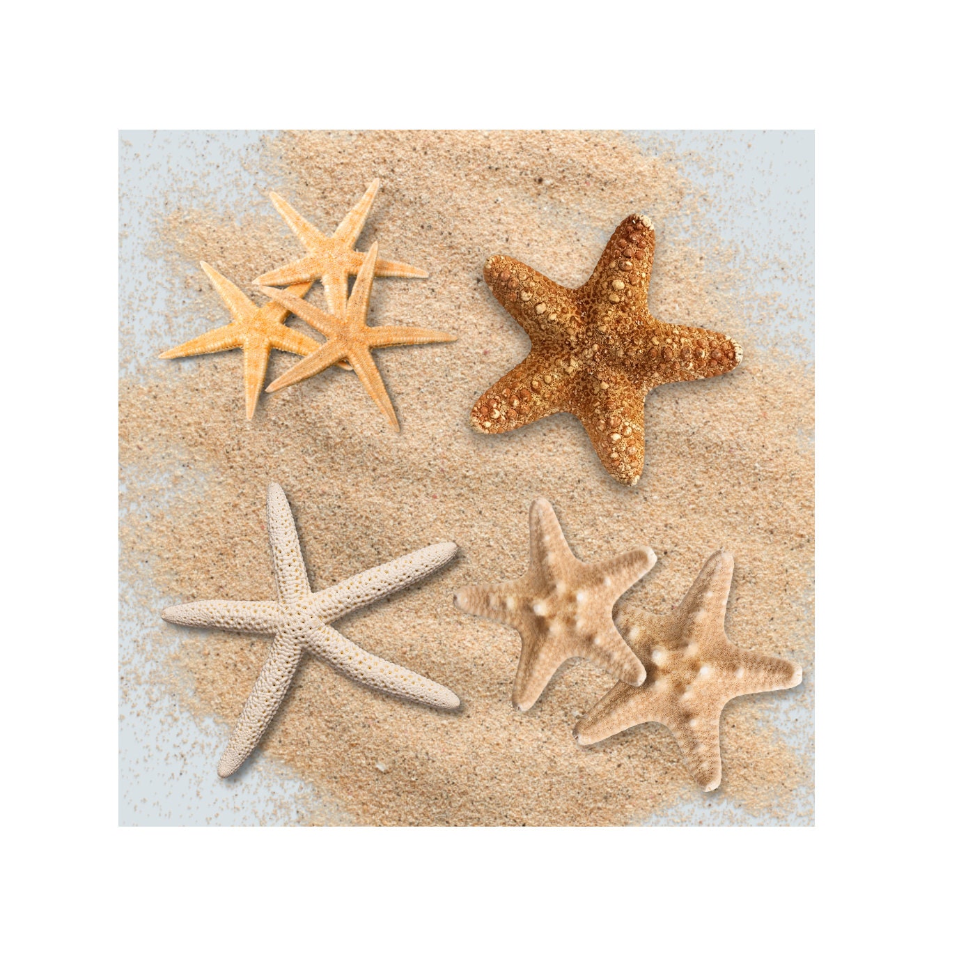 Conchas marinas naturales, estrellas de mar y cristal de mar, generosas 1.5  libras recogidas a mano, empaquetadas a mano, bricolaje, manualidades