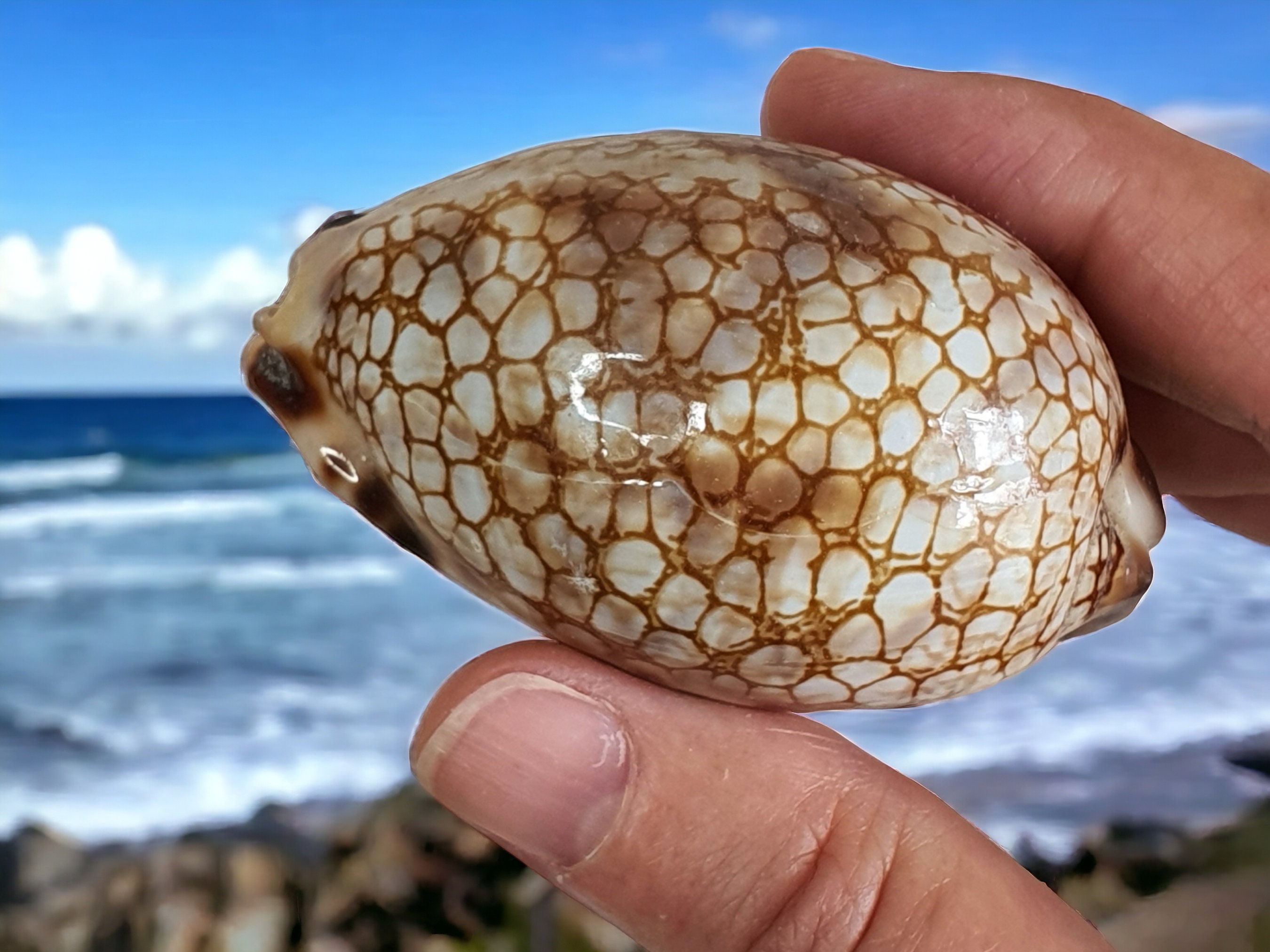 タカラガイ、貝殻 ヒョウタカラガイの貝殻、海の貝殻、貝殻、工芸品の装飾、天然の