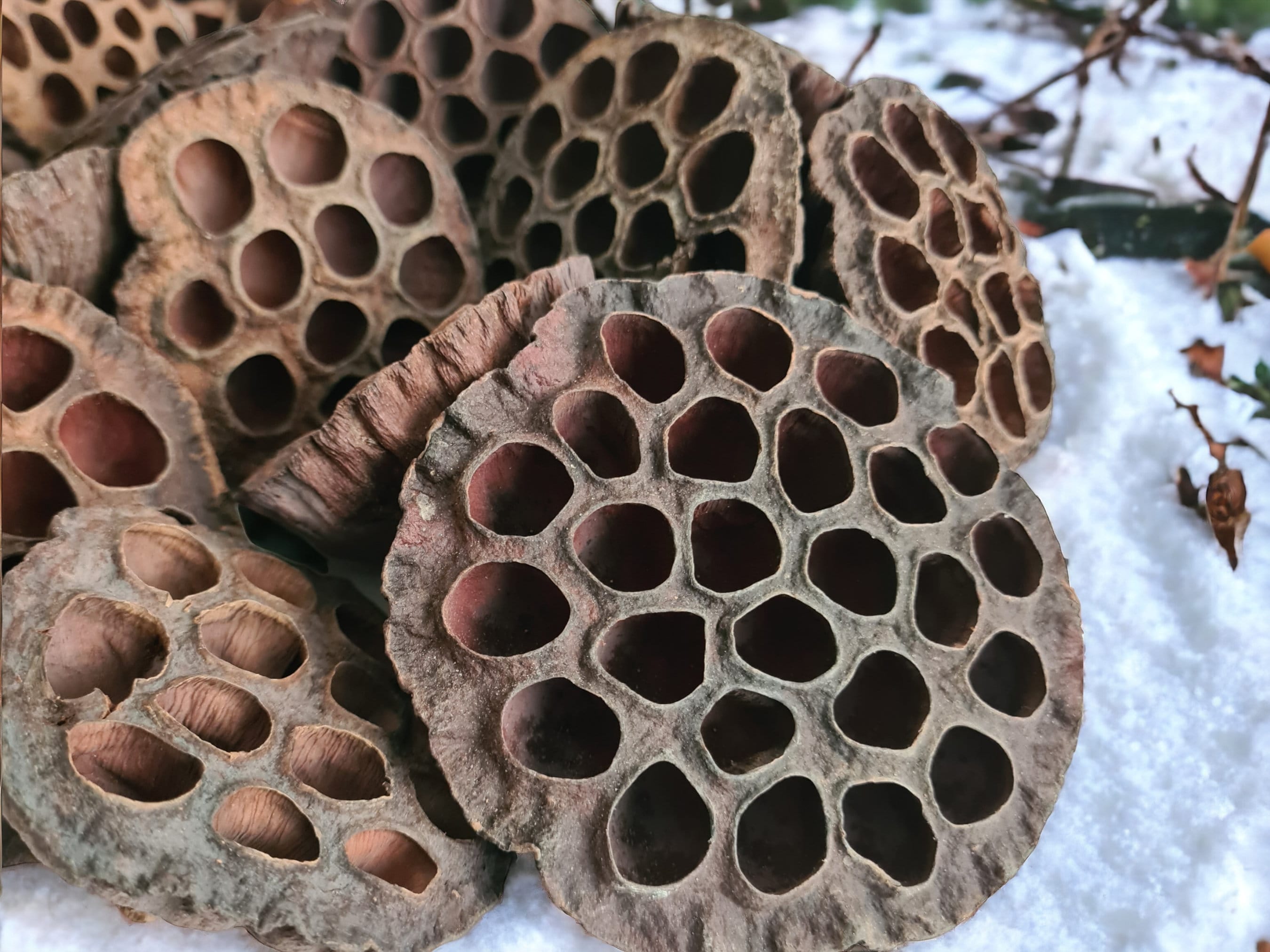 Large Dried Lotus Pods - 8-9cm - Floral Display, Natural Home Decor ...