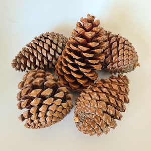 Jumbo Pine Cones | Natural | 4.7&quot; - 5.5&quot; | XL Maritima pinecones | Crafting, Wreaths, Home Decor, Autumn, Rustic Wedding, Seasonal Display