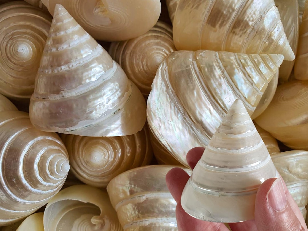 Striped Silver Shell SEASHELL Spiral Silver Shell Polished TROCHA / 6-7cm / Collectable ...
