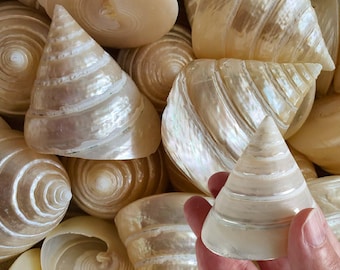 seashell　4枚 Polished Silver Pearl Trochus Seashell Trochus Niloticus (1