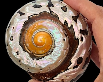 SEASHELL Rare Spiral Shell Polished Sea Shells / Turbo Sarmaticus / 3-4" / Collectable Shell /Coastal Home Accent / Big Hermit Crab Shell