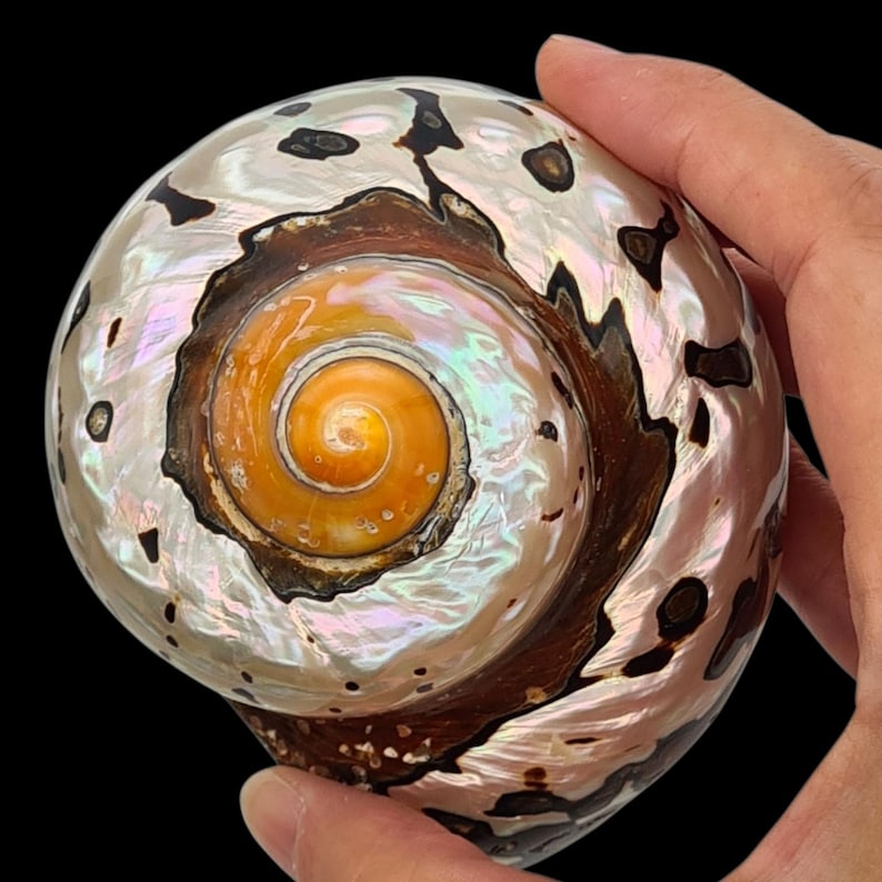 SEASHELL Rare Spiral Shell Polished Sea Shells / Turbo Sarmaticus / 3-4" / Collectable Shell /Coastal Home Accent / Big Hermit Crab Shell image 1