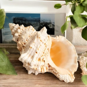 May include: A large, cream-coloured seashell with a spiral shape and a smooth, peach-coloured interior. The shell is resting on a wooden surface, with green leaves and a framed picture in the background.