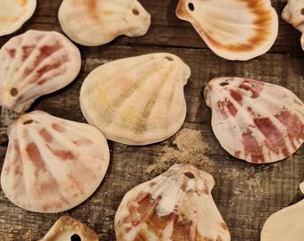 Pre-Drilled Pink & White Strawberry Fan Scallop Shells | Small Craft Seashells for DIY Projects - Craft Supplies | With 3mm Hole