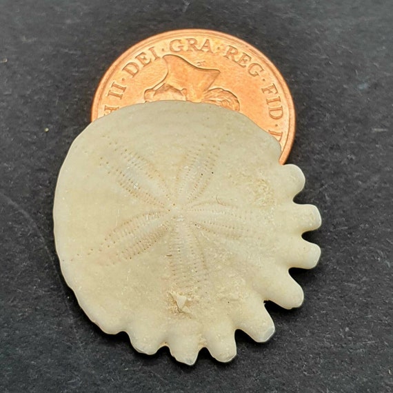 小型化石 / 2～3 cm / ウニ科 / 300 万年前 / サンド ダラー