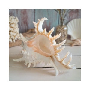 Coquillages Murex Ramosus - Décoration d&#39;intérieur côtière | Centre de table nautique | Conque triée sur le volet | Décoration maison sur la plage | Une trouvaille Etsy unique