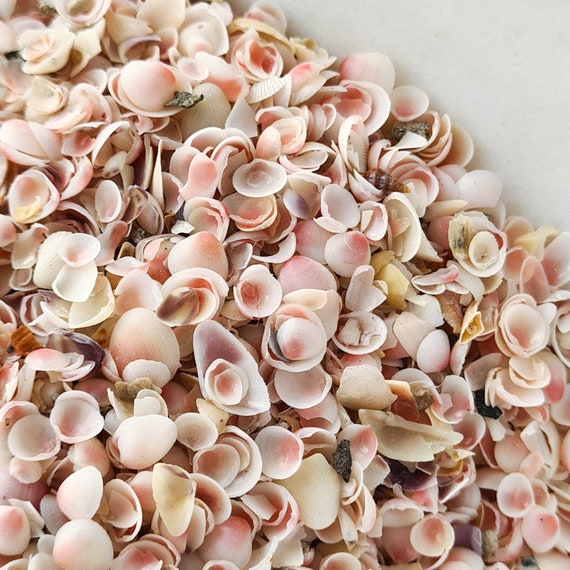 Apple Blossom Sea Shells, Tiny Pink Petal Shells, Shell Art
