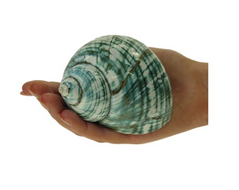 TURBO BORGESE Conchas de mar verdes grandes pulidas / 8-10 cm / Concha espiral coleccionable / Decoración de estilo costero / Concha de cangrejo ermitaño grande de lujo