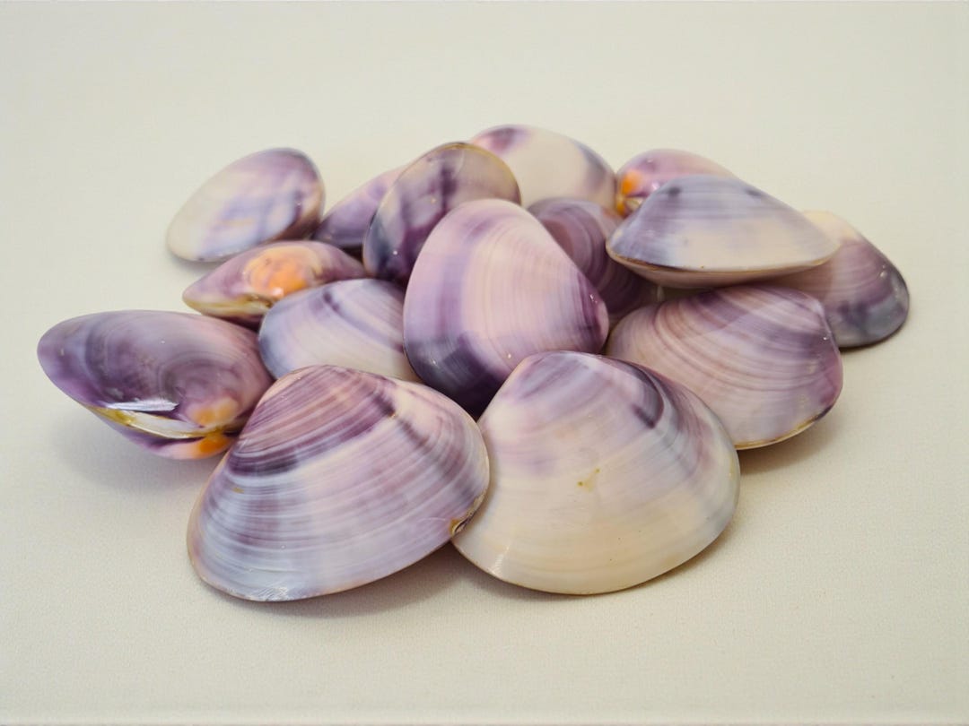 North Quahog Polished Purple Clam Shell Pairs | Set of 6 | Jewelry ...