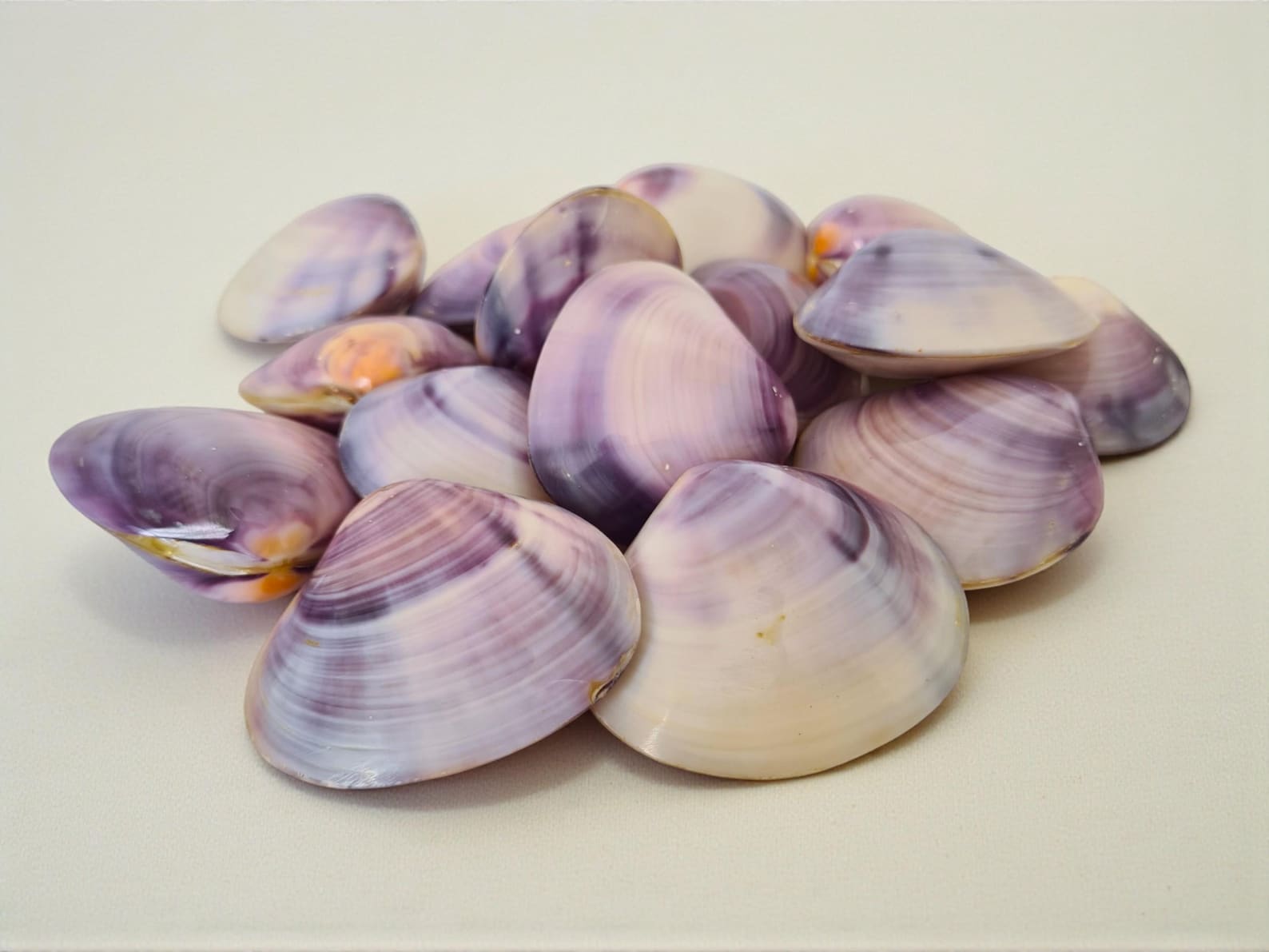 Purple Shellos North Quahog Polished Purple Clam Shell Pairs | Set of 6 | Jewelry ...