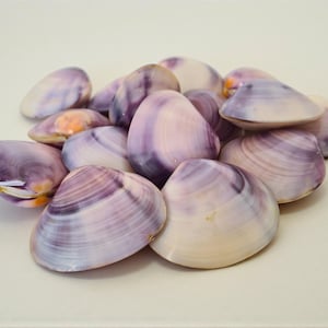 North Quahog Polished Purple Clam Shell Pairs | Set of 6 | Jewelry Grade Purple Shells | Rare | Wampum Quahog Crafting Shells  1" - 1 1/2"