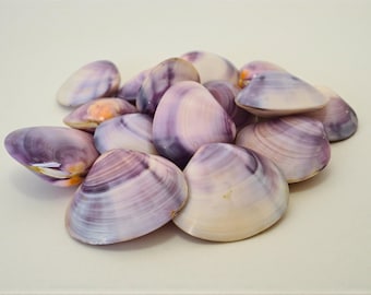 North Quahog Polierte Lila Muschel Muschelpaare | 6er-Set | Jewelry Grade Purple Muscheln | Selten | Wampum Quahog Crafting Muscheln 1"- 3,5"