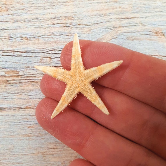 Small Natural Flat Starfish 2-3cm / Mini Flat Starfish / Sea Stars