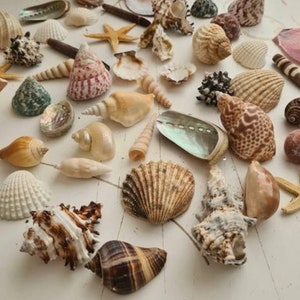 50 x gemischte Muscheln und Seesterne mit seltenen & perlmuttfarbenen Muscheln, handverlesen